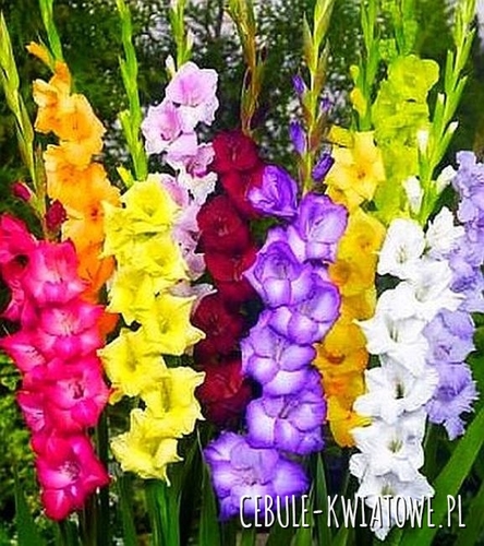 Gladiolus Mieczyk na kwiat ciety 25 szt.
