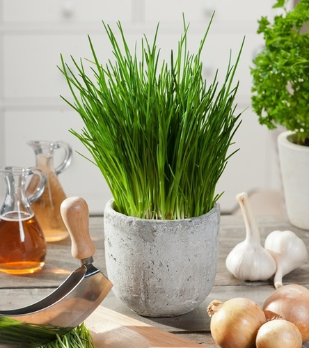 Szczypiorek Medium leaf aromatyczne liście