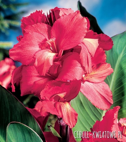 Canna Pink Paciorecznik Kanna różowa 1 szt.