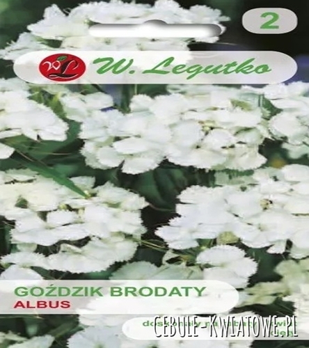 Goździk brodaty o kwiatach pojedynczych Albus - biały