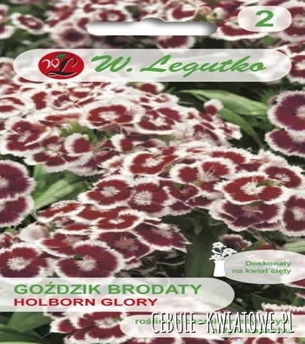 Goździk brodaty o kwiatach pojedynczych Holborn Glory - purpurowo-czerwony z białą obwódką