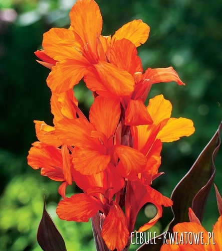 Canna Orange Paciorecznik Kanna pomarańczowa 1 szt.