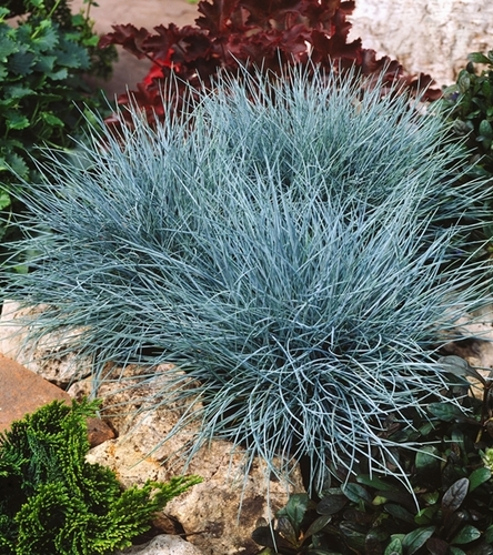 Kostrzewa sina - srebrnoniebieska - doskonała do kompozycji