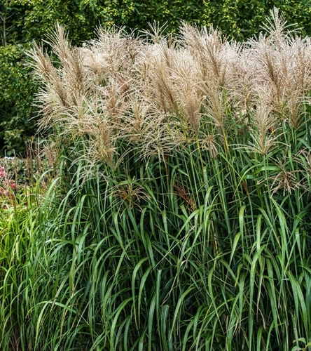 Miskant chiński - wieloletnia wysoka trawa