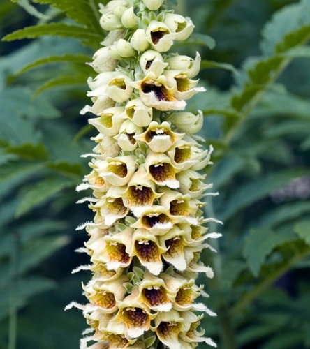 Naparstnica purpurowa Elsie Kelsey - miododajna