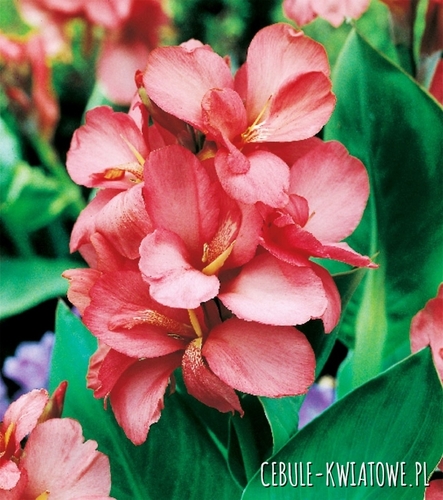 Canna Kanna Paciorecznik Orchid 1 szt.