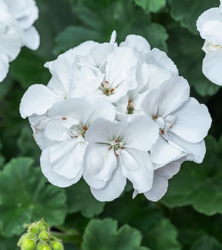 Pelargonia rabatowa Gama F1 - biała