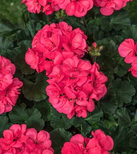 Pelargonia rabatowa Gama F1 - różowa