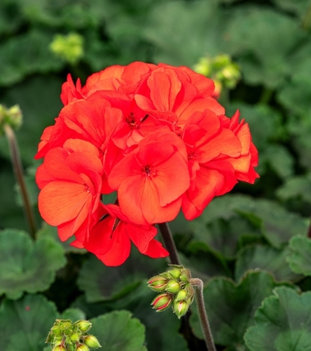 Pelargonia rabatowa Gama F1 - czerwona