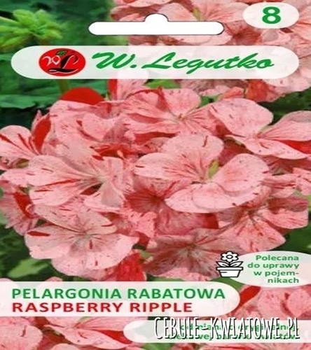 Pelargonia rabatowa Divas F1- Raspberry Ripple - pstra, pomarańczowo-czerwona