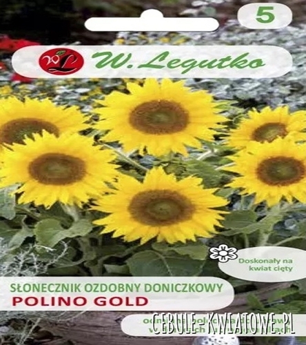Słonecznik ozdobny doniczkowy Polino Gold - złoto-żółty z jasnym środkiem
