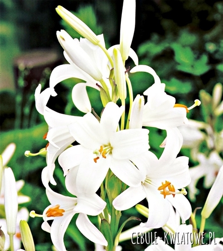 Lilium Candidum Lilia Św. Antoniego 1 szt.