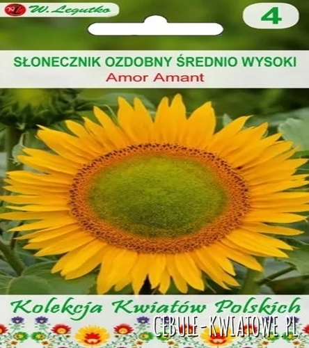 Kwiaty Polskie - Słonecznik ozdobny Amor Amant - żółte