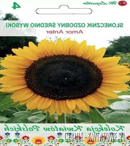 Kwiaty Polskie - Słonecznik ozdobny Amor Anter - żółte