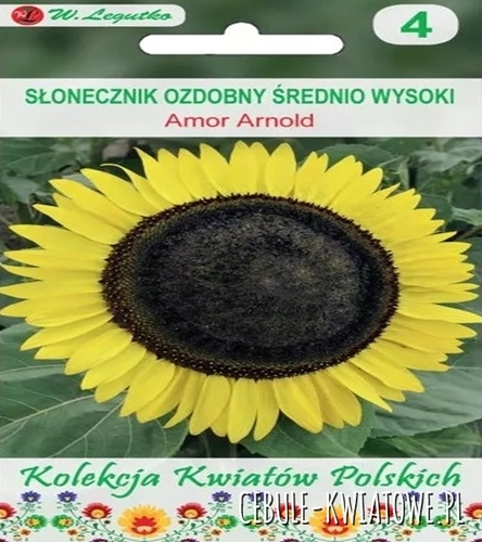 Kwiaty Polskie - Słonecznik ozdobny Amor Arnold - żółte
