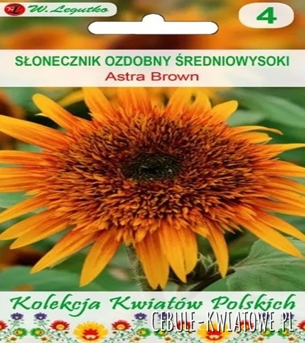 Kwiaty Polskie - Słonecznik ozdobny Astra Brown