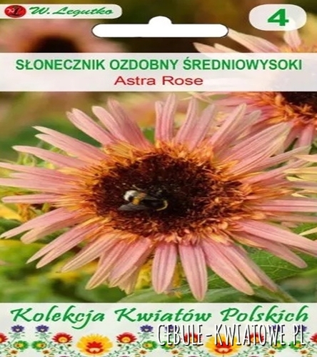 Kwiaty Polskie - Słonecznik ozdobny Astra Rose białe