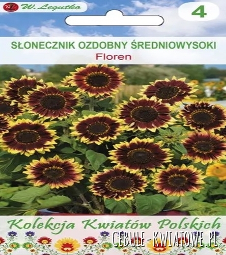 Kwiaty Polskie - Słonecznik ozdobny Floren - brązowe