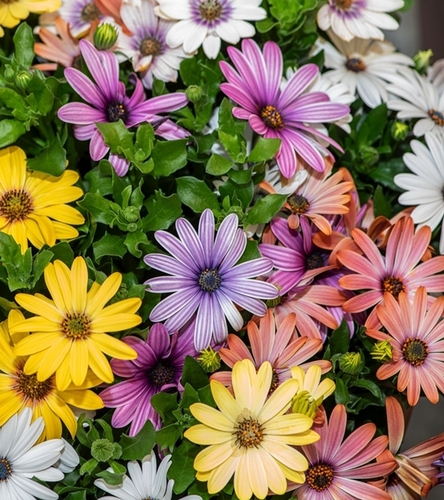 Osteospermum mieszanka jednoroczna
