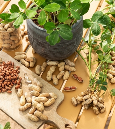 Orzeszki ziemne fistaszki