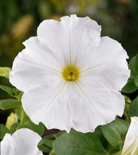 Petunia ogrodowa Kaskada - biała jednoroczna