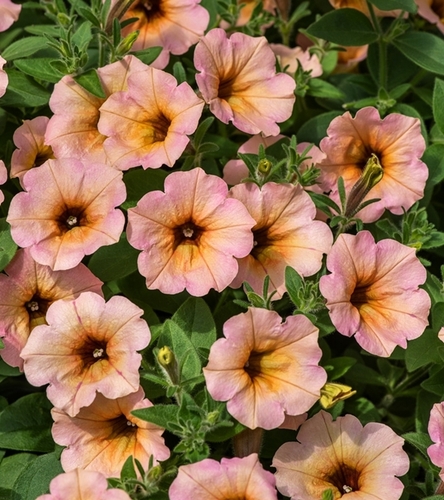 Petunia ogrodowa Kaskada - łososiowa jednoroczna