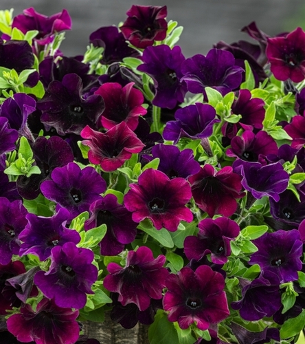 Petunia ogrodowa Kaskada purpurowa jednoroczna