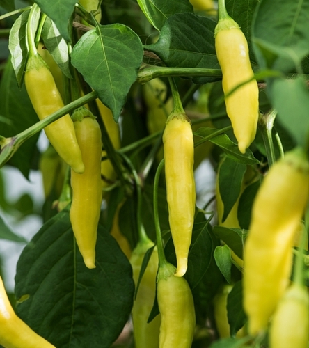 Papryka/Capsicum annuum/Harvey/żółte/0.51