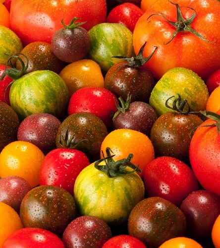 Pomidor - mieszanka odmian typu Cherry kolorowe