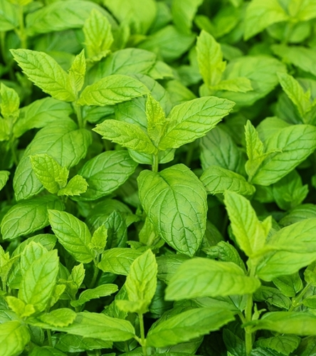 Mięta polej wieloletnia