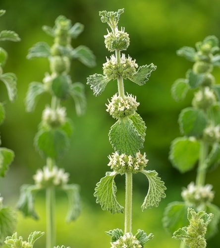 Szanta zwyczajna wieloletnia lecznicza