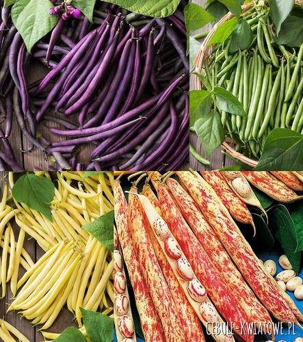 Fasola szparagowa karłowa Mix