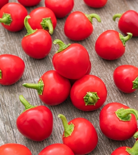 Papryka Koral średnio wczesna mała okrągła ostra