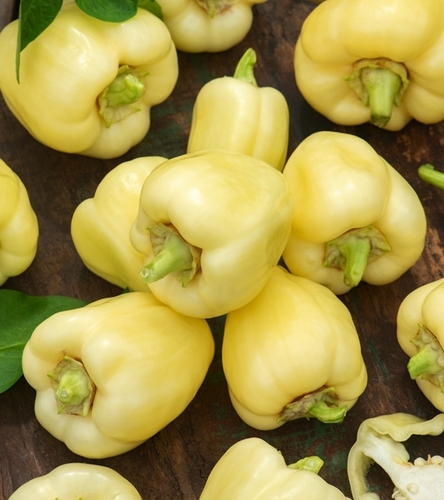 Papryka Montana żółta duża stożkowa do uprawy w gruncie i szklarni