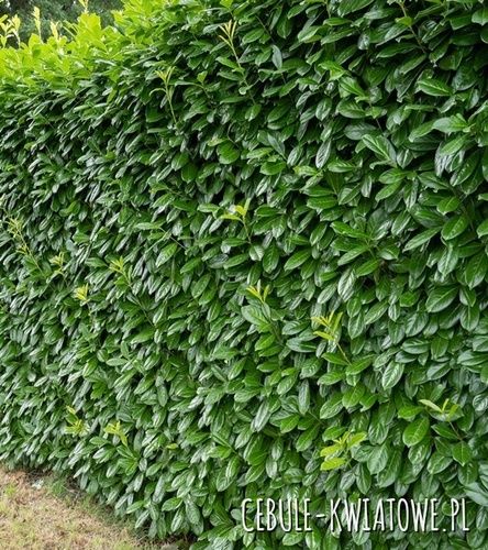 Laurowiśnia Novita 1 szt.