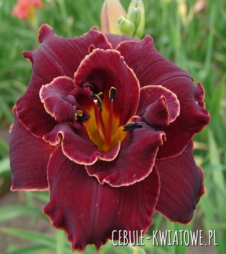 Hemerocallis Liliowiec Pełny Night Embers 1 szt.