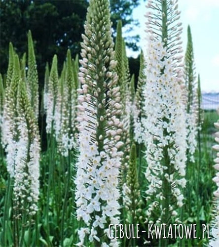 Eremurus Pustynnik Brutus 1 szt.