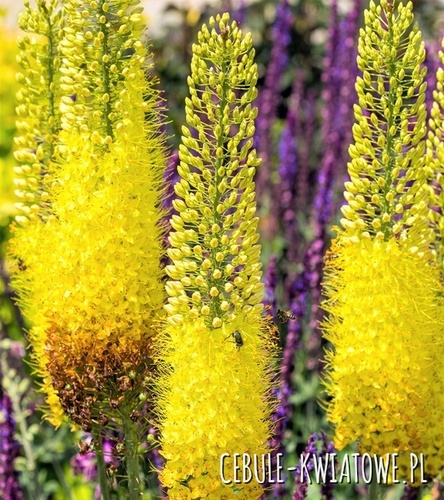 Eremurus Pustynnik Moneymaker 1 szt.