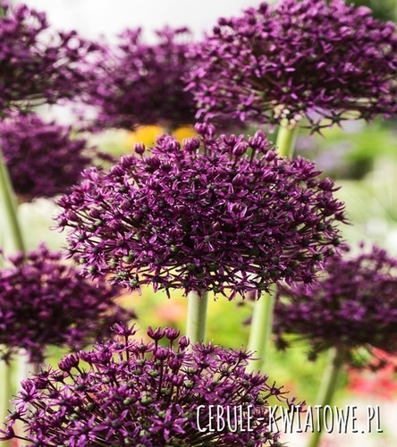 Allium Czosnek Ozdobny Miami 5 szt.