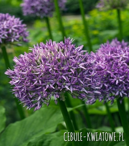 Allium Czosnek Ozdobny Dutchman 1 szt.
