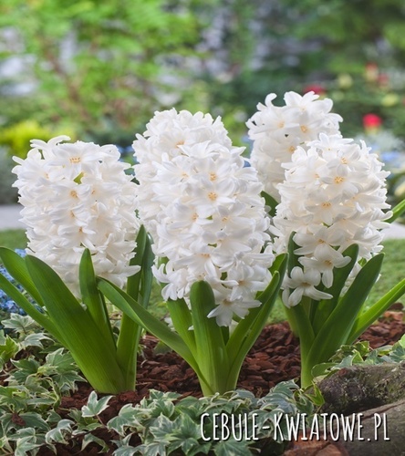 Hiacynt White Ideal 3 szt.