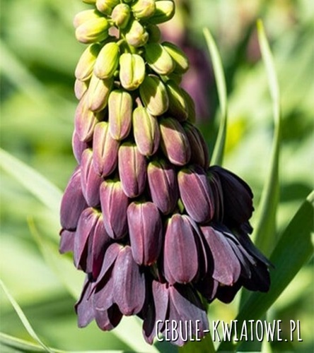 Fritillaria Szachownica Persia Purple Favourite 1 szt.