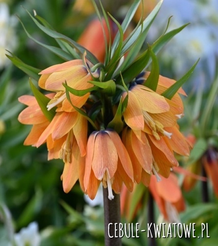 Fritillaria Szachownica Sunrise 1 szt.