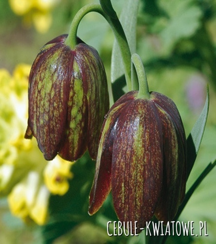 Fritillaria Szachownica Davisii 3 szt.