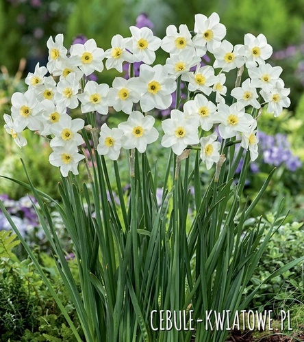 Narcyz Botaniczny Lieke 5 szt.