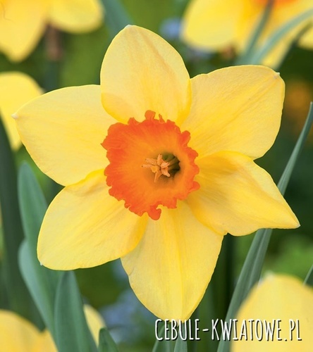 Narcyz Wielkoprzykoronkowy Red Devon 5 szt.