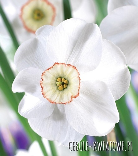 Narcyz Wielkoprzykoronkowy Dreamlight 5 szt.