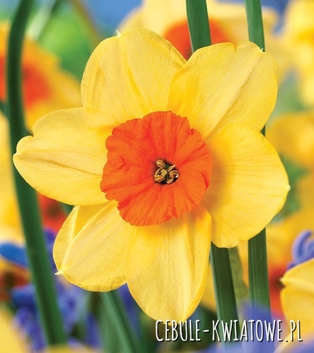 Narcyz Wielkoprzykoronkowy Kedron 5 szt.