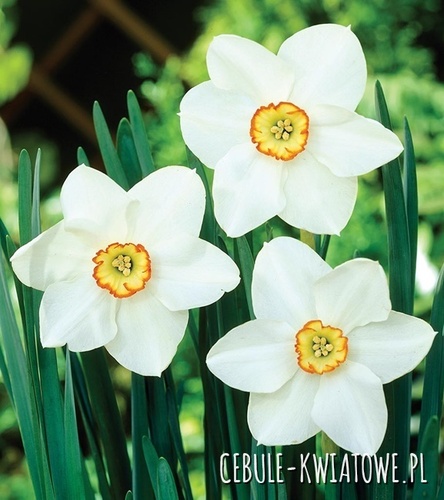 Narcyz Wielkoprzykoronkowy Tommy's White 5 szt.