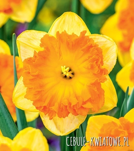 Narcyz Wielkoprzykoronkowy Bright Corsage 5 szt.